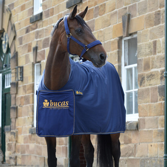 Top Tips For Bringing Your Horse Back Into Work ready for 2024!!